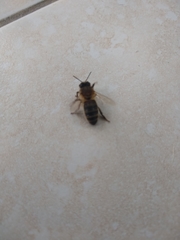 Apis mellifera