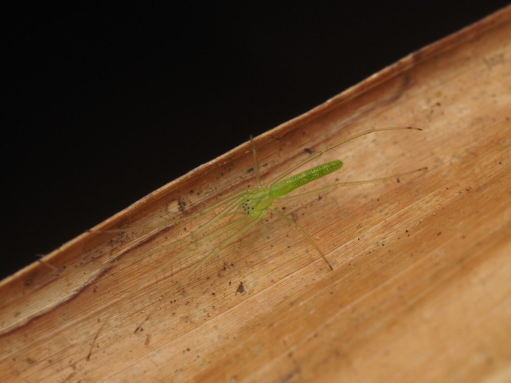 Tetragnatha laqueata