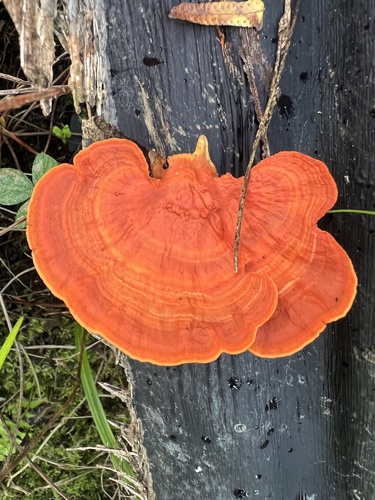 Cinnabar Bracket