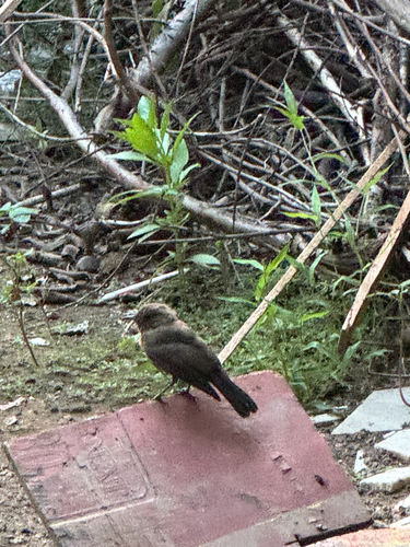 Brown Rock Chat