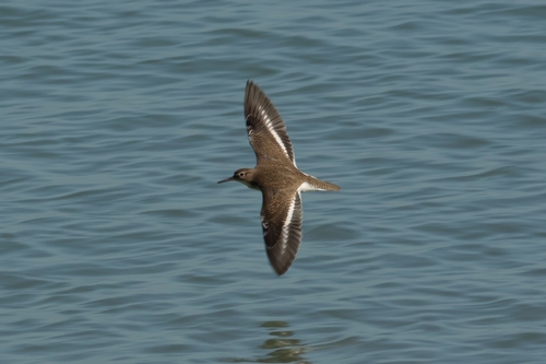 Common Sandpiper