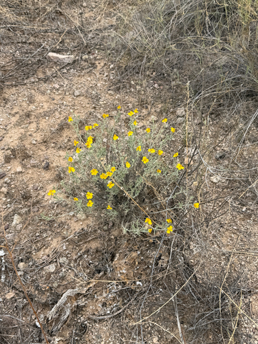 Psilostrophe cooperi, photograph 6