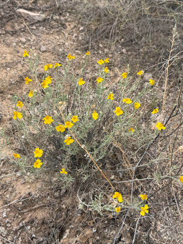 Psilostrophe cooperi, photograph 5