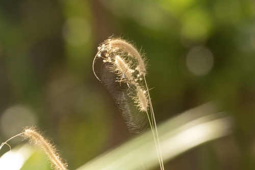 Cenchrus pedicellatus