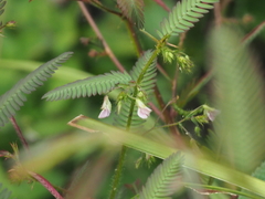 Aeschynomene americana