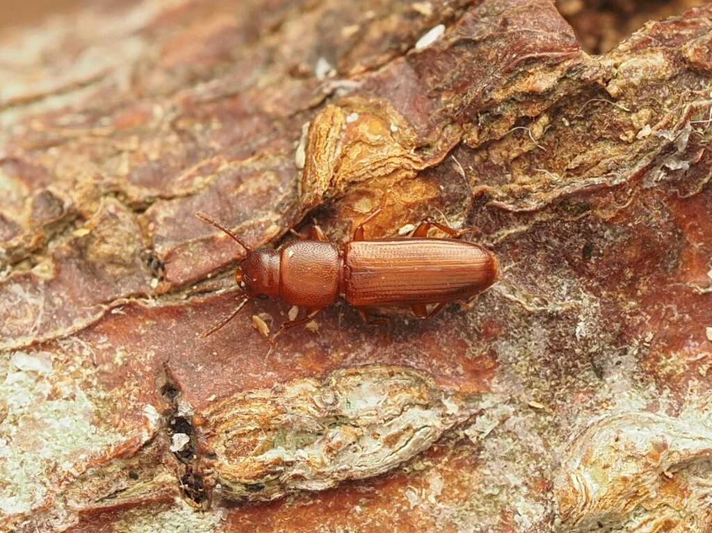 Paloropsis