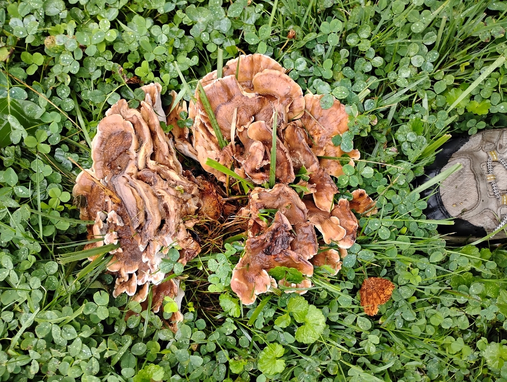 Black-staining Polypore · August 2026 · photo: Photo: (c) Andrea Corpolongo, some rights reserved (CC BY) · iNaturalist