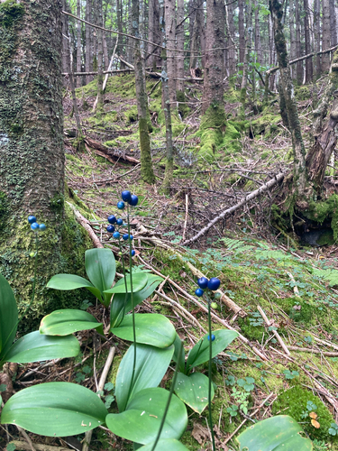 bluebead lily