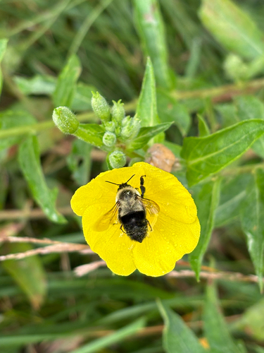 iNaturalist observation photo of Common Eastern Bumble Bee