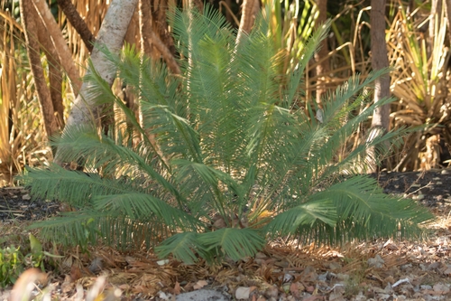 Zamia Palm