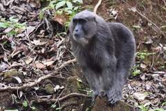 Macaca maura