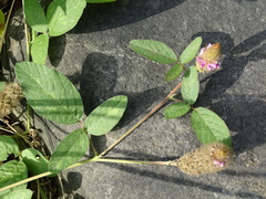 Uraria lagopodioides