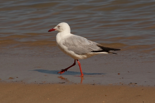 Silver Gull