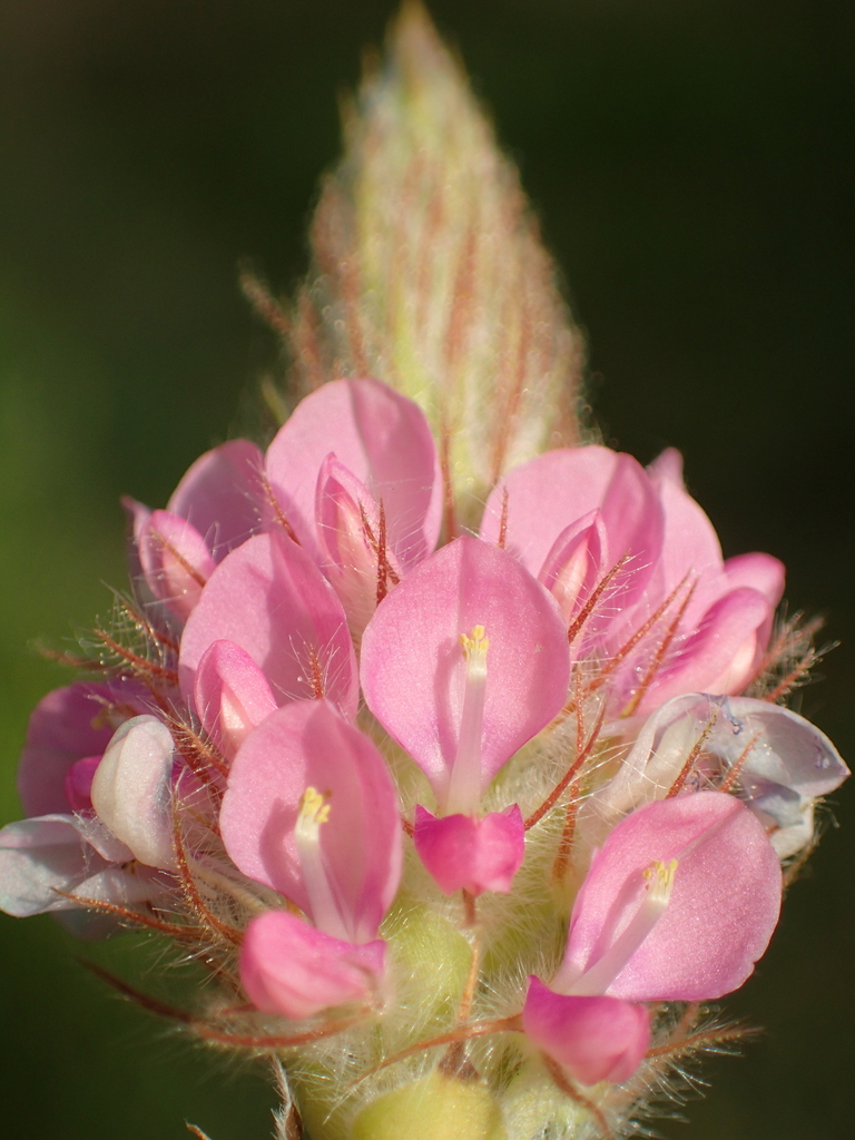pink uraria