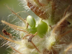 Uraria lagopodioides