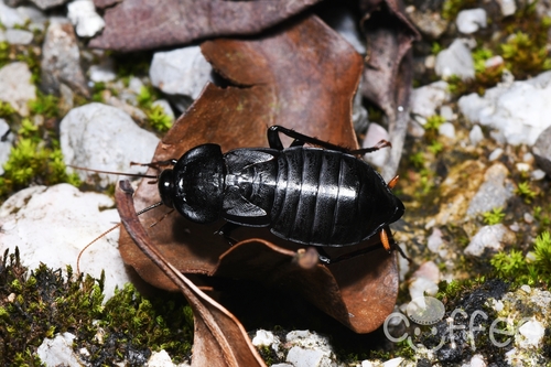 Bundoksia longissima