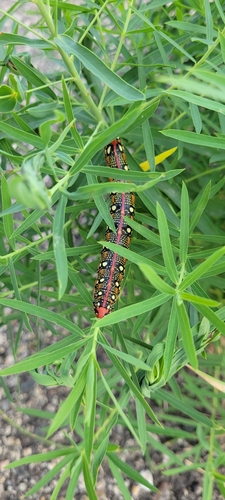 Leafy Spurge Hawkmoth
