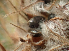 Uraria lagopodioides