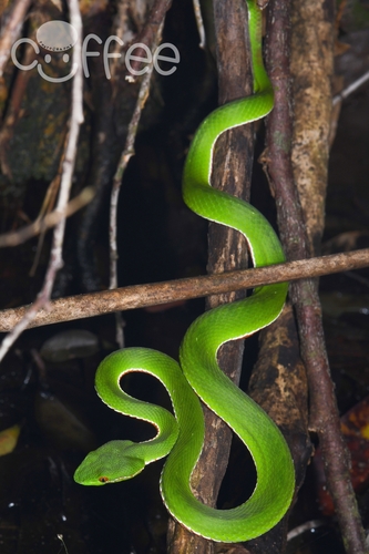 Chinese Green Tree Viper