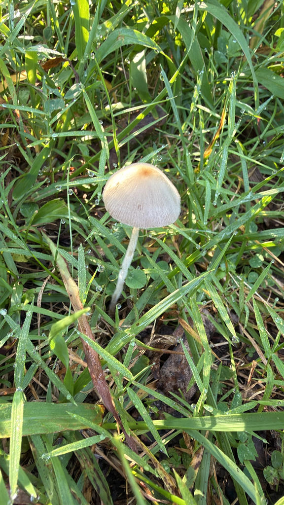 milky conecap · August 2026 · photo: Photo: no rights reserved · iNaturalist