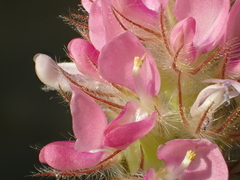 Uraria lagopodioides