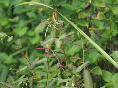 Aeschynomene americana