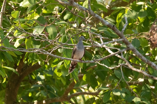 Bar-shouldered Dove