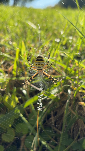 Wasp Spider