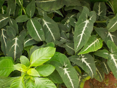 Syngonium wendlandii