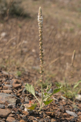 Reseda aucheri