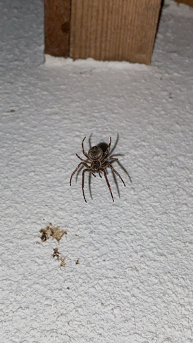 Larinioides ixobolus
