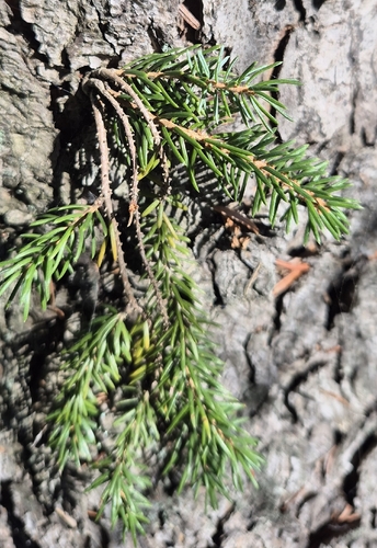 Norway spruce