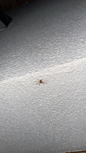 Philodromus fuscomarginatus