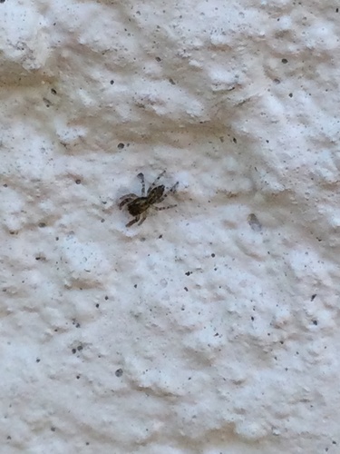 Fencepost jumping spider