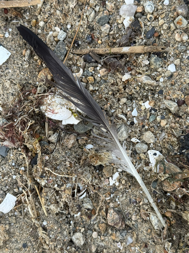 Plume de Mouette de Bonaparte