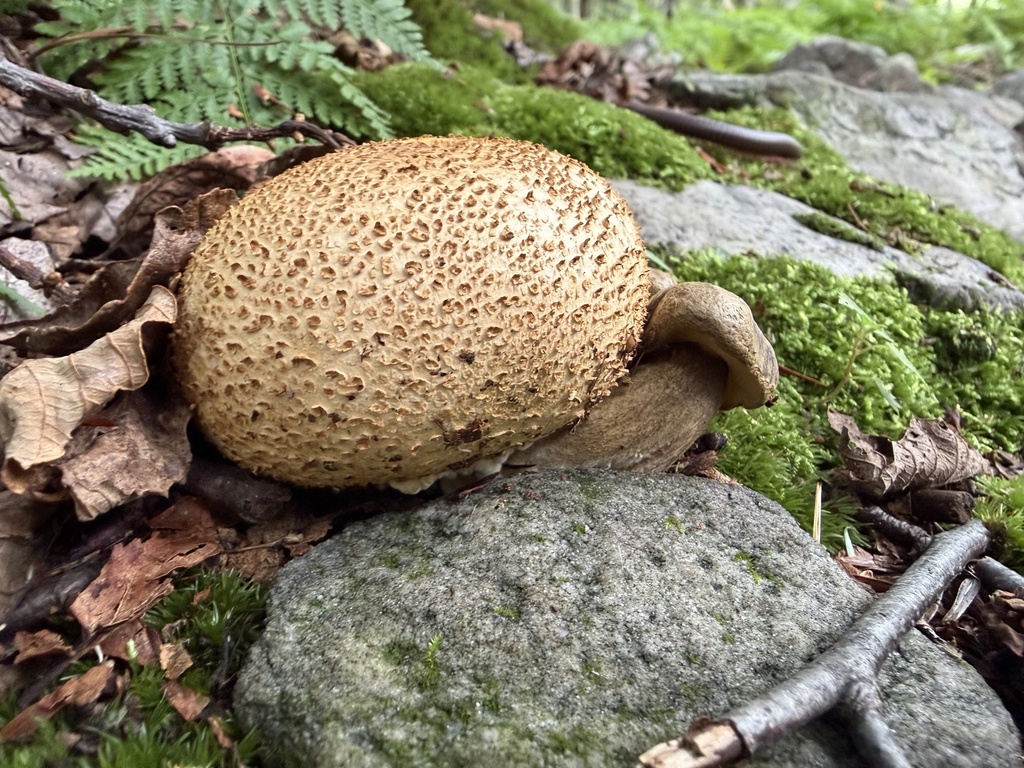 Parasitic Bolete · August 2026 · photo: Photo: (c) SiphonophoreSlinger, some rights reserved (CC BY) · iNaturalist