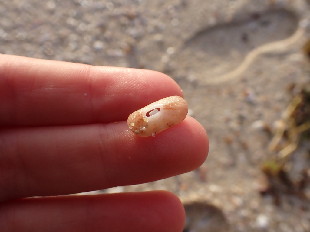 oblong keyhole limpet