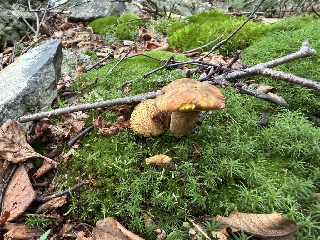 Parasitic Bolete · August 2026 · photo: Photo: (c) SiphonophoreSlinger, some rights reserved (CC BY) · iNaturalist