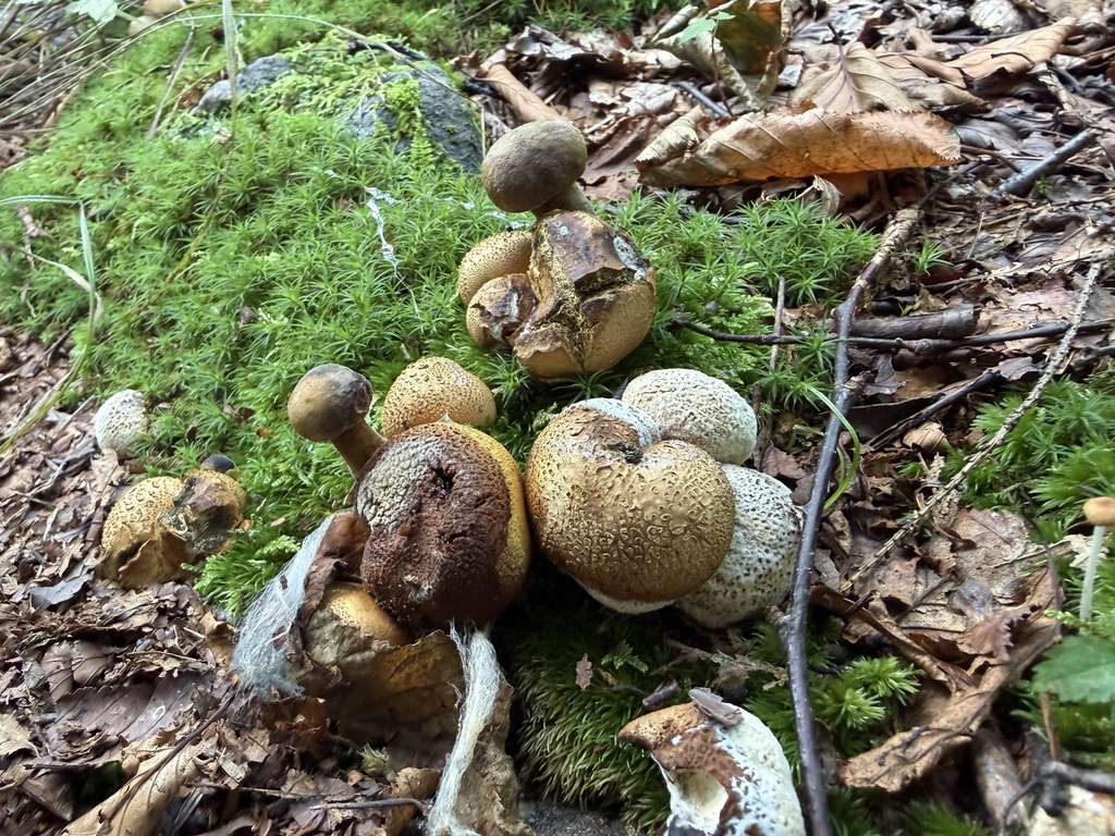 Parasitic Bolete · August 2026 · photo: Photo: (c) SiphonophoreSlinger, some rights reserved (CC BY) · iNaturalist