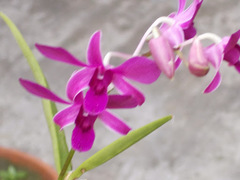 Dendrobium