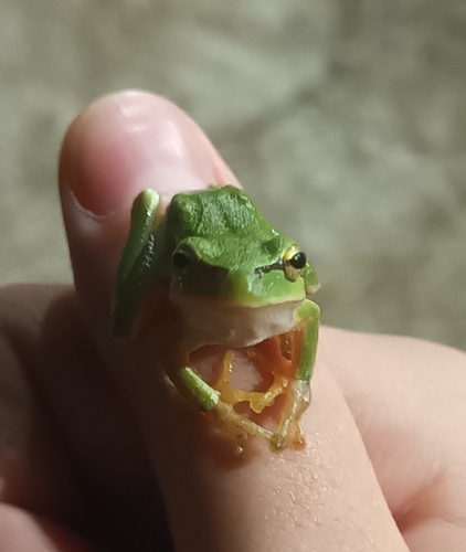 Eastern Tree Frog