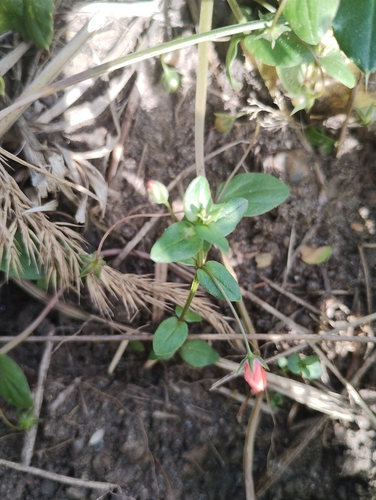 scarlet pimpernel