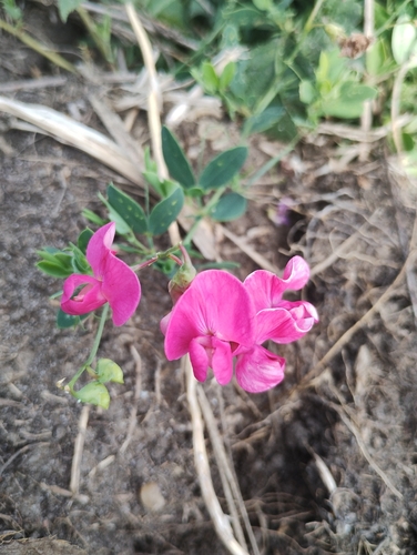 tuberous pea