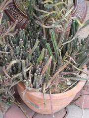 Cactaceae