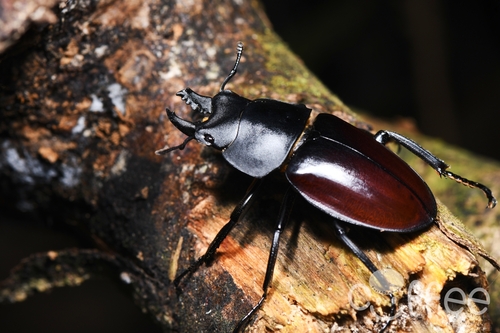 Neolucanus tao