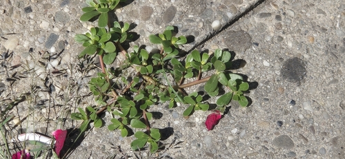 Common Purslane
