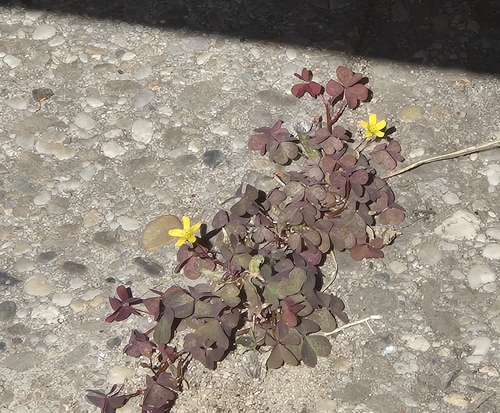 Creeping Woodsorrel