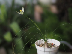 Albuca humilis