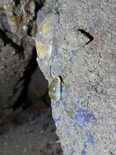 Cypraea ovum observed 2026-08-13