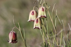 Fritillaria acmopetala